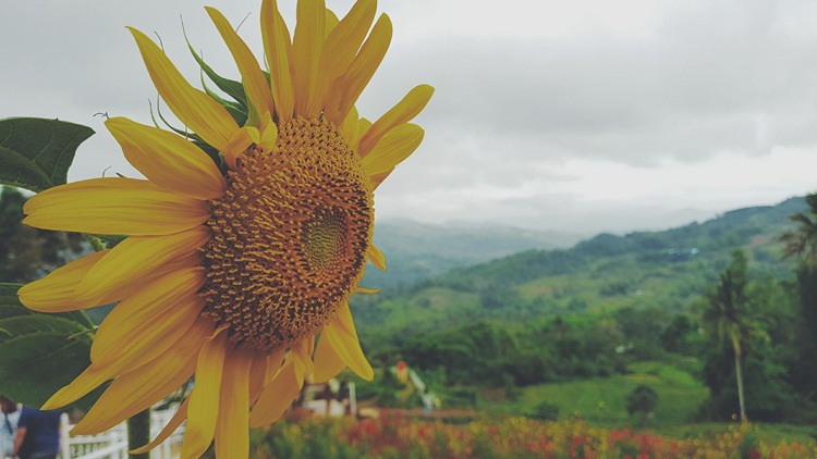 Beautiful sunflowers at Sirao Flower Garden