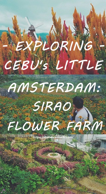 Exploring Cebu's Little Amsterdam - A Sirao Flower Garden Travel Guide