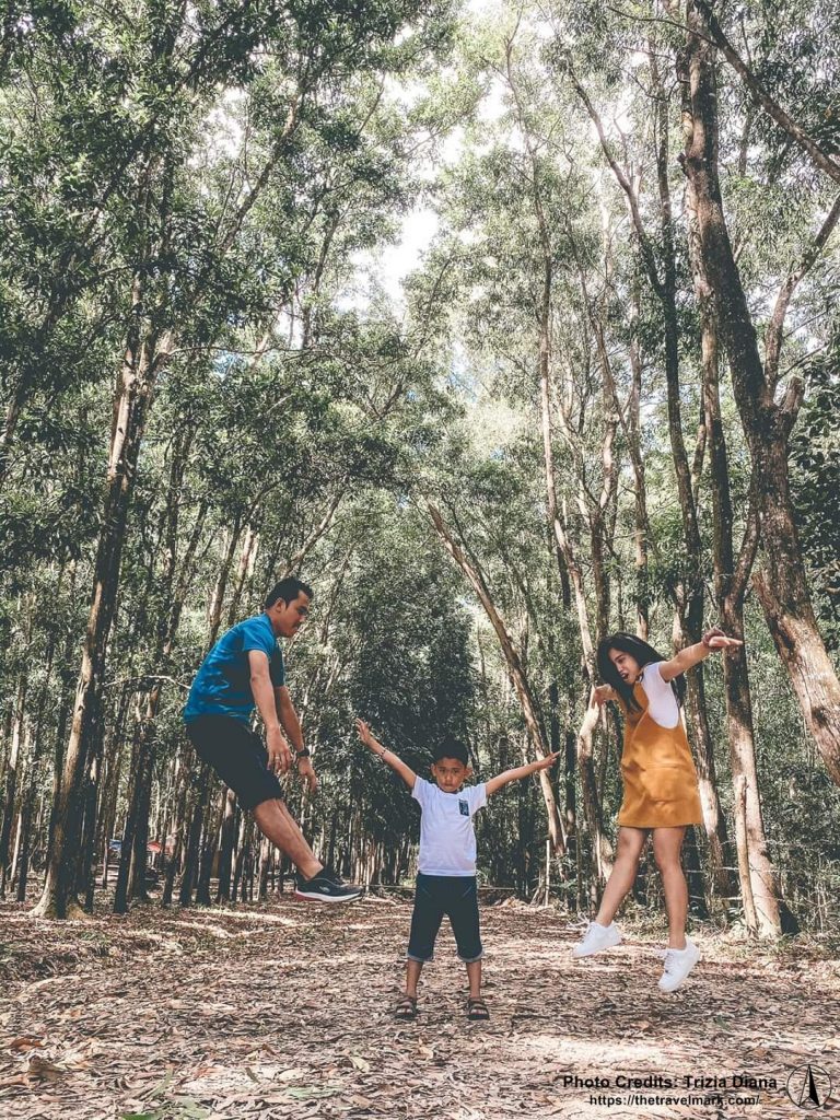 Man-made Forest Guimaras - The Travel Mark